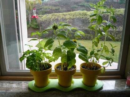 Plants grown with Indoor Gardening Kit